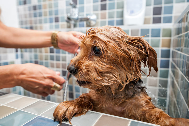 Estoria Pet Spa—Dog Washing Station